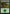 Forest (31) (Elves vs. Goblins) [Duel Decks Anthology] - Magic: The Gathering - Card Brawlers | Quebec | Canada |