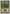 Forest (108) [Battle Royale] - Magic: The Gathering - Card Brawlers | Quebec | Canada |