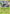 Yanmega (XY144) (Staff) [XY: Black Star Promos] - Pokémon - Card Brawlers | Quebec | Canada |