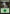 Forest (271) [Battle for Zendikar] - Magic: The Gathering - Card Brawlers | Quebec | Canada |