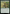 Bushy Bodyguard [Bloomburrow] - Magic: The Gathering - Card Brawlers | Quebec | Canada |
