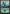 Forest (133) [Ravnica Allegiance Guild Kit] - Magic: The Gathering - Card Brawlers | Quebec | Canada |