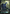 Overlord of the Hauntwoods (Japan Showcase) (Japanese) [Duskmourn: House of Horror] - Magic: The Gathering - Card Brawlers | Quebec | Canada |