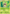 Chespin (XY01) [XY: Black Star Promos] - Pokémon - Card Brawlers | Quebec | Canada |