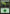 Forest (267) [Magic 2015] - Magic: The Gathering - Card Brawlers | Quebec | Canada |