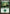 Forest (318) [Commander 2011] - Magic: The Gathering - Card Brawlers | Quebec | Canada |
