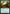 Carnage Tyrant (Promo Pack) [Ixalan Promos] - Magic: The Gathering - Card Brawlers | Quebec | Canada |