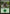 Forest (34) [Duel Decks: Nissa vs. Ob Nixilis] - Magic: The Gathering - Card Brawlers | Quebec | Canada |