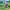 Myethos - Genshin Impact - Durin - Floral Wanderings ver. - (PREORDER) April 15, 2027