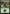 Forest (155) [Planechase Anthology] - Magic: The Gathering - Card Brawlers | Quebec | Canada |