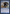 Pongify [Secret Lair: From Cute to Brute] - Magic: The Gathering - Card Brawlers | Quebec | Canada |