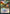 Nicol Bolas, the Ravager // Nicol Bolas, the Arisen [Judge Gift Cards 2021] - Magic: The Gathering - Card Brawlers | Quebec | Canada |