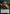 Food // Pest Double-Sided Token [Commander 2021 Tokens] - Magic: The Gathering - Card Brawlers | Quebec | Canada |