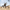 HIYA TOYS - Starship Troopers - 1/12 Scale None Scale 5.3 Inch - Warrior Bug - (PREORDER) September 30, 2027