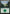 Forest (196) [Rivals of Ixalan] - Magic: The Gathering - Card Brawlers | Quebec | Canada |