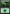 Forest (278) [Core Set 2019] - Magic: The Gathering - Card Brawlers | Quebec | Canada |