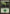 Forest (248) [Magic 2011] - Magic: The Gathering - Card Brawlers | Quebec | Canada |