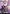 Spider-Gwen, Web-Warrior - Najeela, the Blade-Blossom [Marvel Universe: Eternal-Legal] - Magic: The Gathering - Card Brawlers | Quebec | Canada |
