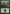 Forest (303) [Champions of Kamigawa] - Magic: The Gathering - Card Brawlers | Quebec | Canada |