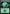 Forest (5) [2017 Gift Pack] - Magic: The Gathering - Card Brawlers | Quebec | Canada |