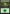 Forest (339) [Commander 2015] - Magic: The Gathering - Card Brawlers | Quebec | Canada |