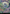 Tom Bombadil (Borderless Poster) [The Lord of the Rings: Tales of Middle-Earth] - Magic: The Gathering - Card Brawlers | Quebec | Canada |