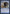 Pongify [Planar Chaos] - Magic: The Gathering - Card Brawlers | Quebec | Canada |