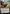 Teferi, Time Raveler (Borderless) [Bloomburrow Commander] - Magic: The Gathering - Card Brawlers | Quebec | Canada |
