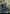 Overlord of the Hauntwoods (Japan Showcase Fracture Foil) (Japanese) [Duskmourn: House of Horror] - Magic: The Gathering - Card Brawlers | Quebec | Canada |
