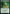 Green Slime [Commander Legends: Battle for Baldur's Gate] - Magic: The Gathering - Card Brawlers | Quebec | Canada |