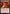 Wildfire Devils [Starter Commander Decks] - Magic: The Gathering - Card Brawlers | Quebec | Canada |
