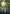 Forest (239) (Planetary Space-ic Land) [Unfinity] - Magic: The Gathering - Card Brawlers | Quebec | Canada |