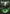Forest (313) (Showcase) [Core Set 2021] - Magic: The Gathering - Card Brawlers | Quebec | Canada |