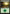 Forest (106) [Archenemy: Nicol Bolas] - Magic: The Gathering - Card Brawlers | Quebec | Canada |