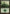 Forest (5) [Arena League 2006] - Magic: The Gathering - Card Brawlers | Quebec | Canada |