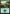Forest (276) [Ixalan] - Magic: The Gathering - Card Brawlers | Quebec | Canada |