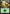 Forest (267) [Amonkhet] - Magic: The Gathering - Card Brawlers | Quebec | Canada |