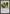 Elf Replica [Mirrodin] - Magic: The Gathering - Card Brawlers | Quebec | Canada |