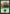 Forest (87) [Duel Decks: Jace vs. Vraska] - Magic: The Gathering - Card Brawlers | Quebec | Canada |