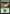 Forest (198) [Secret Lair: From Cute to Brute] - Magic: The Gathering - Card Brawlers | Quebec | Canada |