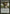 Treefolk Harbinger [Lorwyn] - Magic: The Gathering - Card Brawlers | Quebec | Canada |