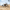 HIYA TOYS - Starship Troopers - 1/12 Scale None Scale 5.3 Inch - Warrior Bug - (PREORDER) September 30, 2027