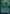 Delver of Secrets // Insectile Aberration (Borderless) [Secret Lair: From Cute to Brute] - Magic: The Gathering - Card Brawlers | Quebec | Canada |