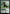 Beanstalk Giant // Fertile Footsteps [Commander Masters] - Magic: The Gathering - Card Brawlers | Quebec | Canada |