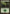 Forest (247) [Magic 2013] - Magic: The Gathering - Card Brawlers | Quebec | Canada |