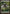 Forest (249) [Zendikar] - Magic: The Gathering - Card Brawlers | Quebec | Canada |