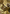 Honored Dreyleader Art Card (Gold-Stamped Signature) [Bloomburrow Art Series] - Magic: The Gathering - Card Brawlers | Quebec | Canada |
