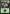 Forest (35) [Duel Decks: Nissa vs. Ob Nixilis] - Magic: The Gathering - Card Brawlers | Quebec | Canada |