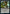 Blex, Vexing Pest // Search for Blex [Strixhaven: School of Mages Prerelease Promos] - Magic: The Gathering - Card Brawlers | Quebec | Canada |