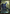 Overlord of the Hauntwoods (Japan Showcase) [Duskmourn: House of Horror] - Magic: The Gathering - Card Brawlers | Quebec | Canada |